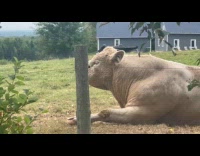 Bird sit on nose of a bull