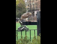 Falcon bird on railings park soccer field