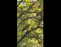 Hawk on tree hold caught a squirrel