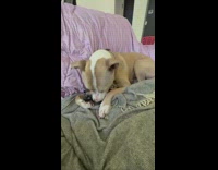 Beige pitbull dog fosters baby kitten