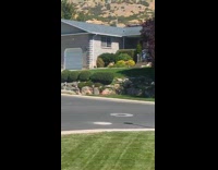 Pheasant bird follows owner to mail truck Part 1