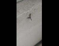 Ants carry insect corpse up the wall