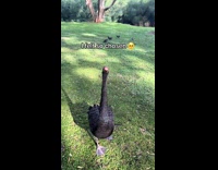 Black goose approaches woman