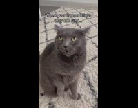Grey cat opens mouth staring at owner shocked