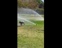 Dog drinking water from sprinkler throws up while walking away 