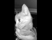 Collab AnimalIG - Woman brings home stray kitten 