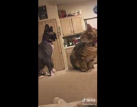 Black cat tries to fight other cat