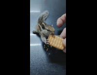 Squirrel eats bread 