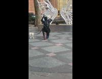 Dog poses by angel wings