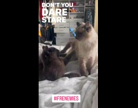 Collab PLC - Two grey cats play fight on bed lyrics