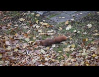 Small brown squirrel eating leaves off the floor