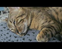 Pet cat in a deep sleep woken by its owner on the couch