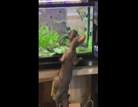 Hairless cat tries to get to colorful fish through glass of fish tank