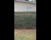 Brown leaf floats in air backyard wind