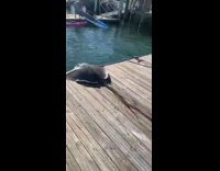 Blue shorts guy drags stingray towards water 