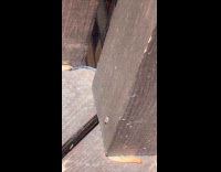 Skink hides and peeks out to stare at hooman