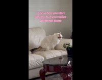 Collab Clips MPUGC - Cat meowing and get startled by hooman 