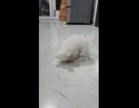 White dog plays with a chicken stick