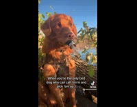 Collab ClipsIG - Dog Makes Duck Quack Sound with Toy