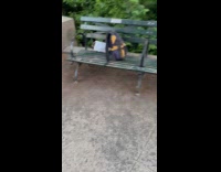 Racoon stealing mans food at park