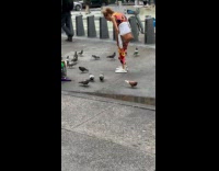 Woman pink outfit attempts to catch pigeon