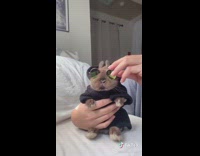 Brown bunny rabbit black robe round sunglasses 