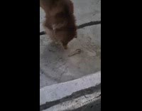 Collab Pets_For_All - Pet dog buries the bone under the water with its nose