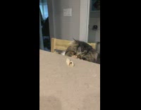 Cat inspects deli meat on counter but doesnt eat it 