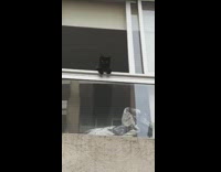 black kitten staring down from white window
