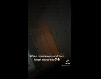 Collab BitchMP - Dogs crying downstairs at door