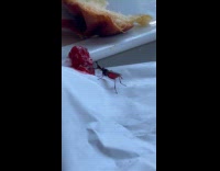 Bug belly filled up with  raspberry jam