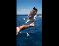 Man holds fish eaten by flying seagull