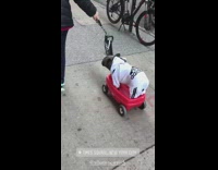 Lady with dog in toy red wagon
