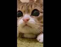 Collab PLC - Cat face close up with dilated eyes