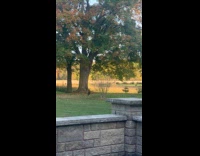 Dog scare away deer herd on yard