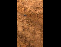 Newly hatched turtles released at beach