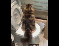Brown cat trained to poop in toilet