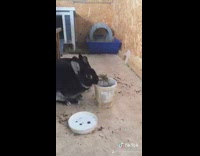 Smart bunny flips container with food