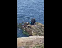 Woman take selfie with sea lions beach