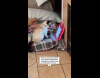 Cat watches tablet videos instead of girl