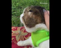 Girl pets cat green harness red blanket 