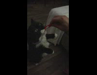Black white cat eats red tube treat