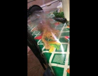 Collab BitchMP - Orange cat crawls underneath table cover 