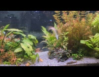 Fish does somersaults inside the tank 