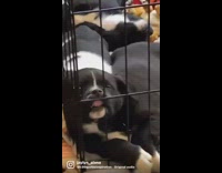 Man Records Puppies that Sleep Inside Cage