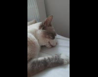 Collab DailyDoseOfInternet - Cat on bed sleep dream drink water