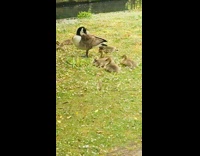 A bunch of mother ducks with their ducklings in the grass