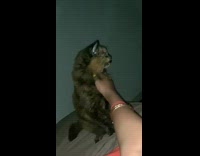 Lady Pets Annoyed Cat but Got Stopped