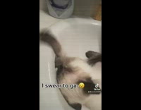 Cat Plays and Snuggles in Bathroom Sink 