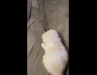 White kitten playing with green cat toy on couch